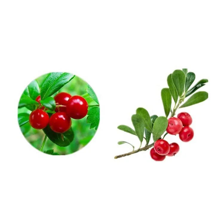 
Low Alpha-Arbutin Prices 100% Pure Alpha Arbutin Powder for Whitening CAS 84380-01-8 