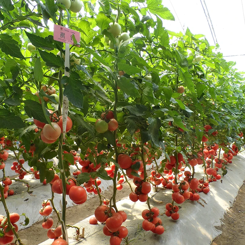 2019 поставка гибридных розовых семян томатов
