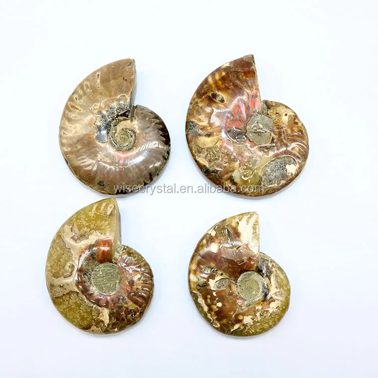Wholesale natural Rainbow Ammonite Conch Fossils