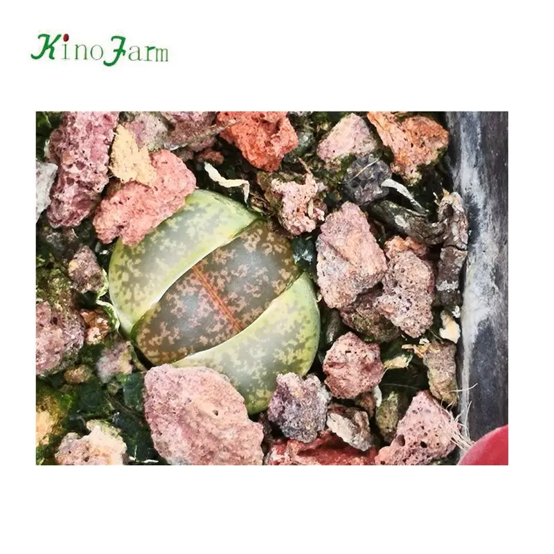 
 Литопс кактус  