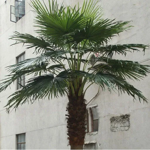 Palm artificial plants sale outdoor decor plastic fiberglass artificial palm trees