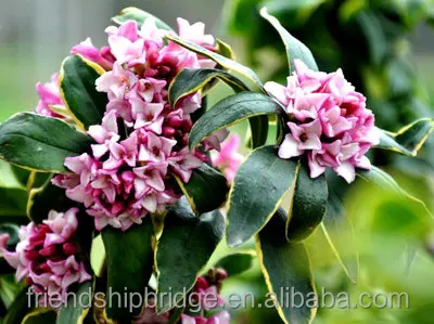 
Fragrant Flowering Tree Winter Daphne Daphne Odora Plants 