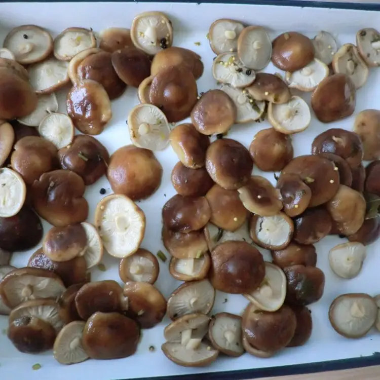 China canned shiitake mushroom marinated in brine with low price of good quality