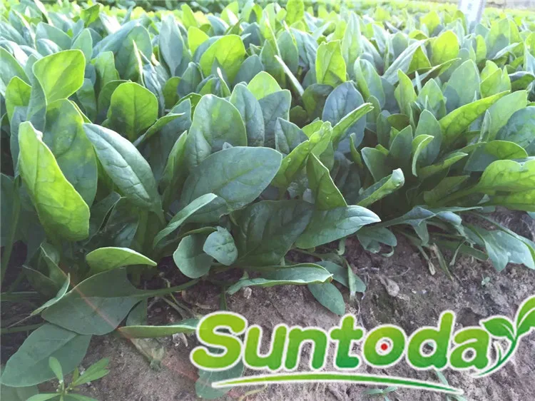 
Suntoday Green fast grow heat tolerant spinach seed planter 1kg/bag 