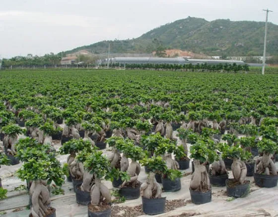 
Home Decor Plants Small Bonsai Ficus Ginseng 