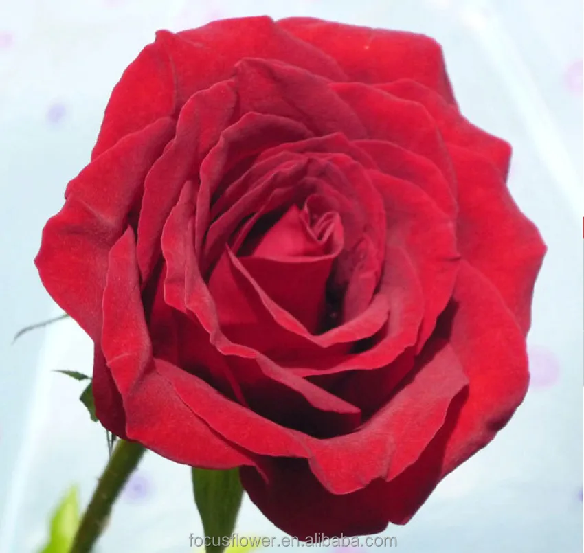 Лидер продаж, экспортеры цветов из Кении для празднования