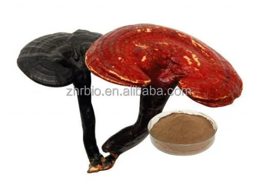Top quality Ganoderma lucidum extract Reishi Mushroom Extract in stock