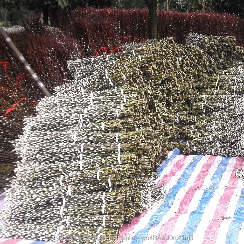 Свежих срезанных цветов вербы Salix на новый год умственной деятельности высокое качество натуральный свежий цветок