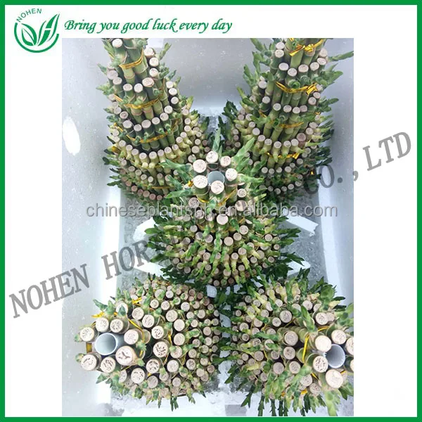 
DRACAENA SANDERIANA, tower lucky bamboo for nursery garden decoration 