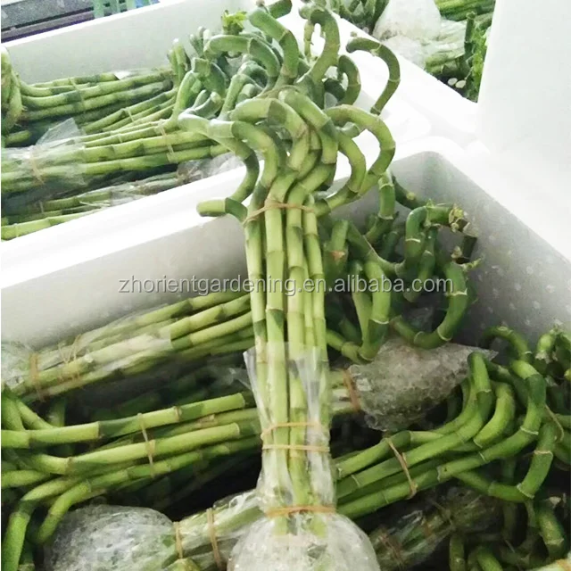Zhanjiang LUCKY BAMBOO plant nursery 10-100cm spiral lucky bamboo plant dracaena sanderiana in stock