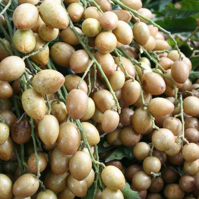 
Clausena lansium leaves extract neoclausenamide 