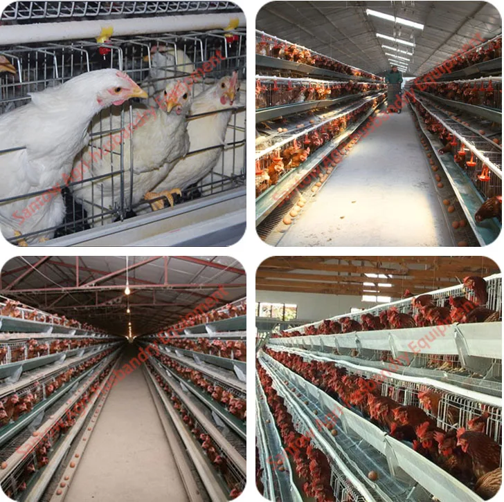 Feeding 5000 chicken 120 birds layer chicken cage type design poultry house
