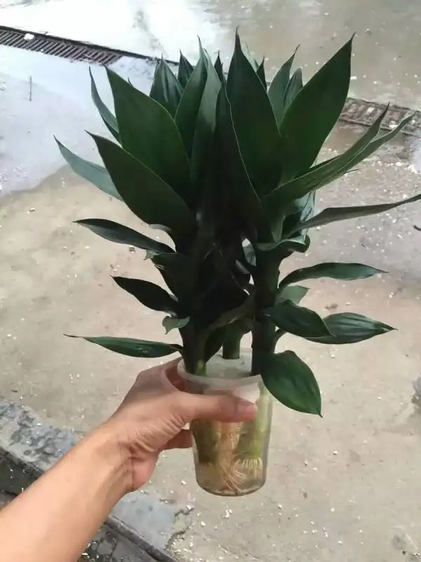 lucky bamboo live plant  plants 50cm-100cm  lotus lucky bamboo plant with leaves