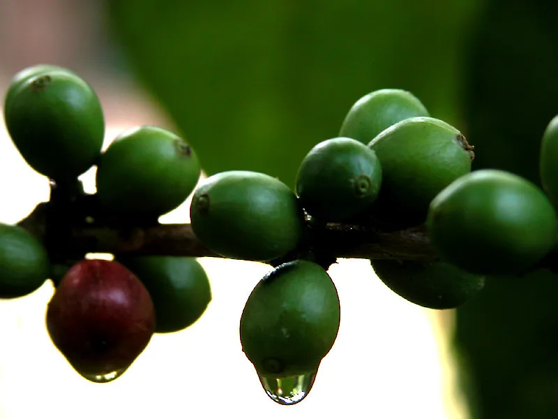 
ROASTED ARABICA COFFEE BEANS MAKING A CUP OF COFFEE AT HOME BRANDING ANTHAICAFE FROM VIET NAM COFFEE 