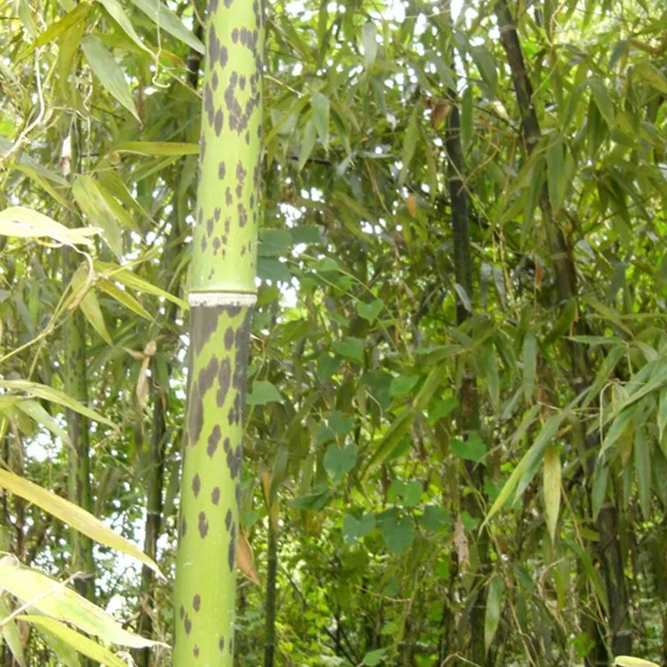 
S106 Ban zhu 200g per bag Hot Sale 100% Natural Plant Mottled Bamboo Seeds 