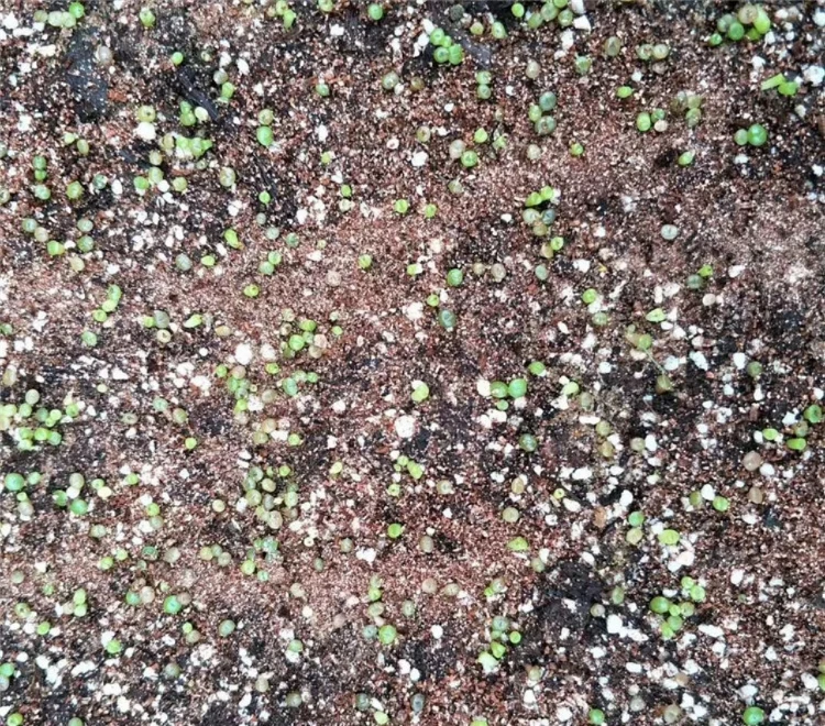 Indoor plant perennial nature product Succulent plants Lithops seeds