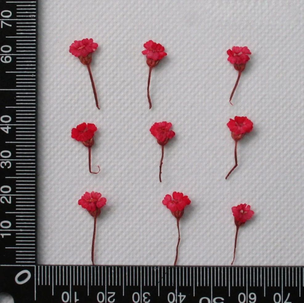 Маленькие прессованные цветы Achillea