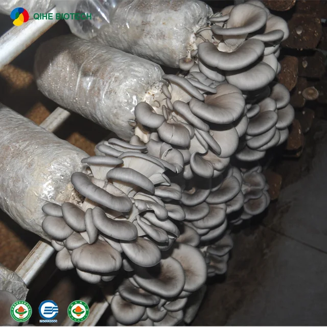 
Best-selling oyster mushroom spawn with CE certificate 