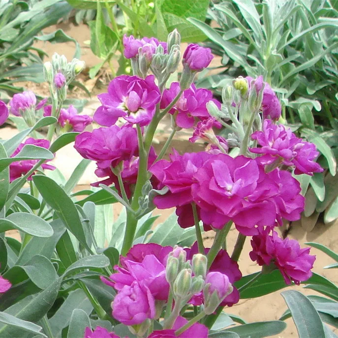 Высокопрорастающие семена фиолетовых цветов, матиола инкана