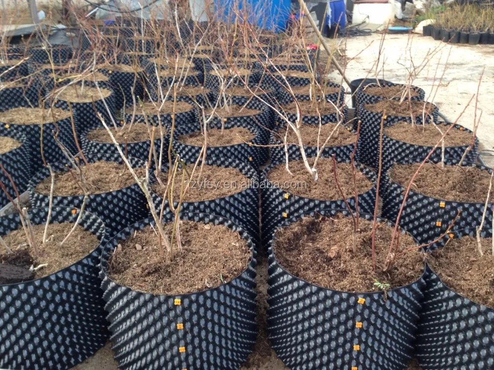 Горшок/контейнер для детской кастрюли с черничным растением