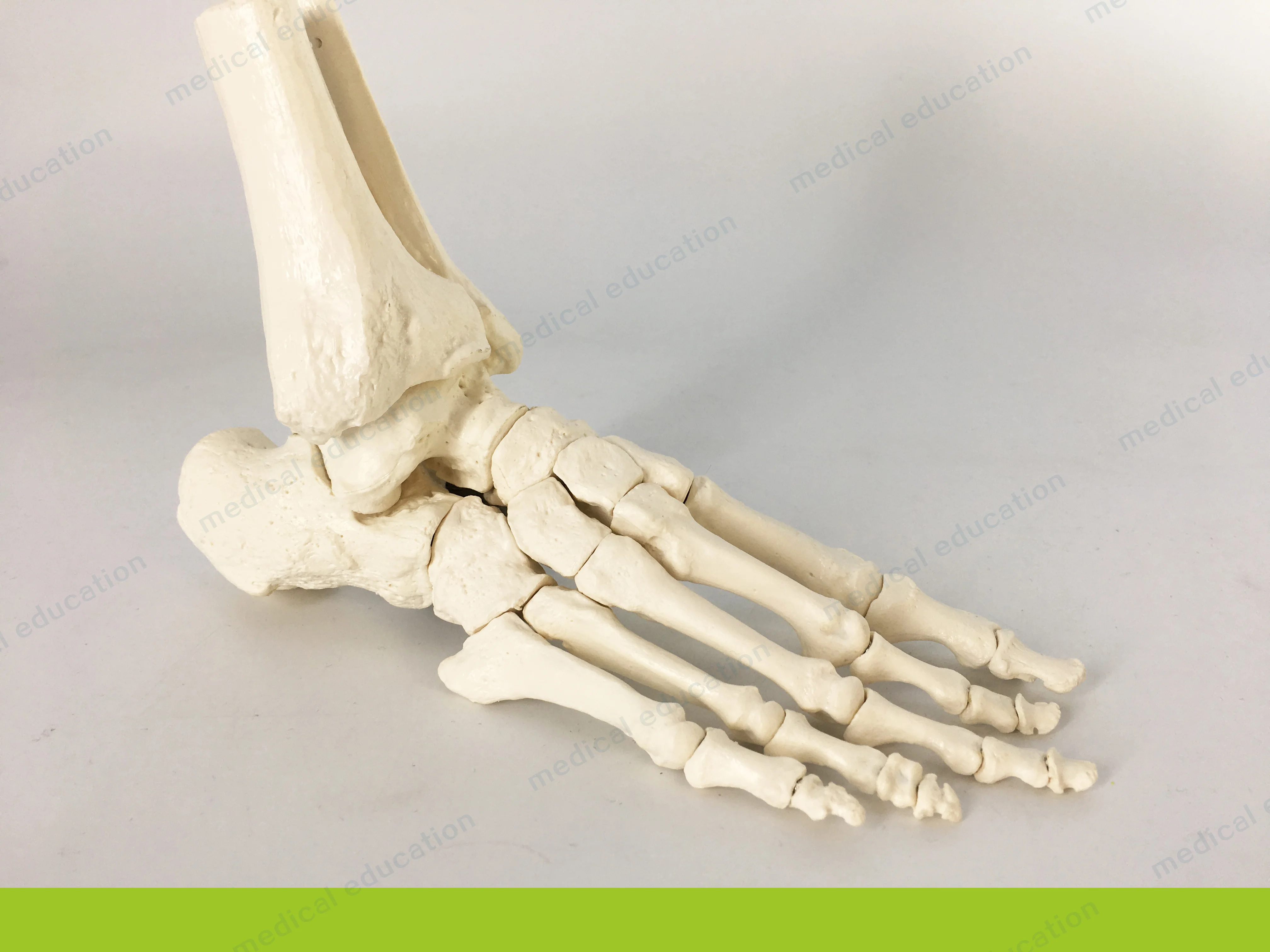 
Medical Teaching Model of High-end 1-1 Bone Removable Magnet Connection 