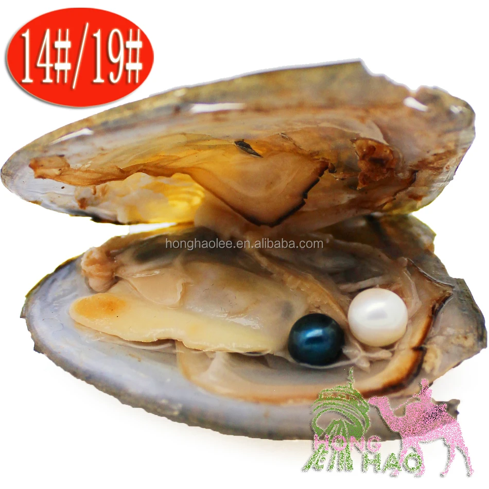 Fancy Gift Akoya High quality cheap love freshwater shell pearl oyster 6-8mm mixed colors pearl oyster with vacuum packaging