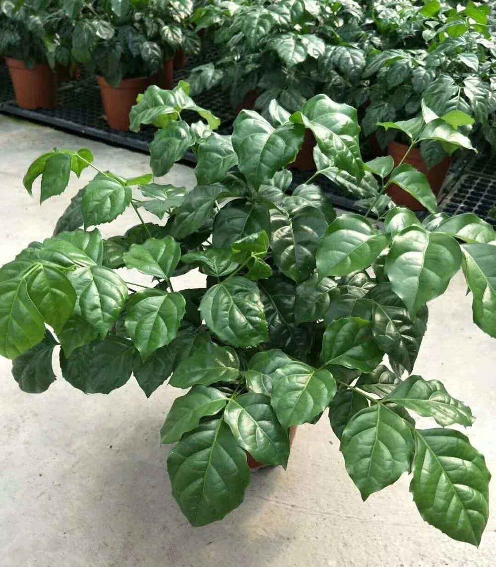 Оптовая продажа, Листва растений, радермахера хайнансис Мерр. Растение