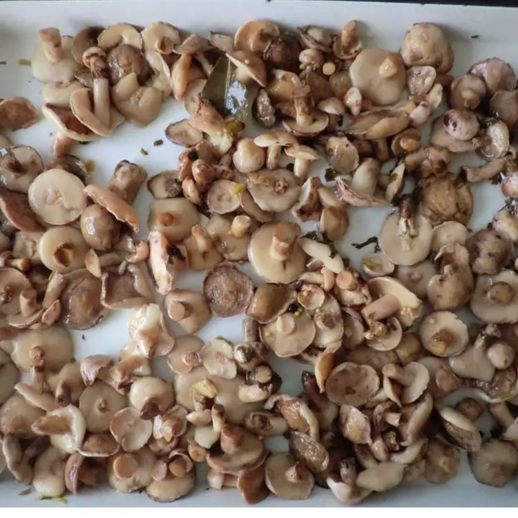 Top quality canned suillus granulatus mushroom in marinated
