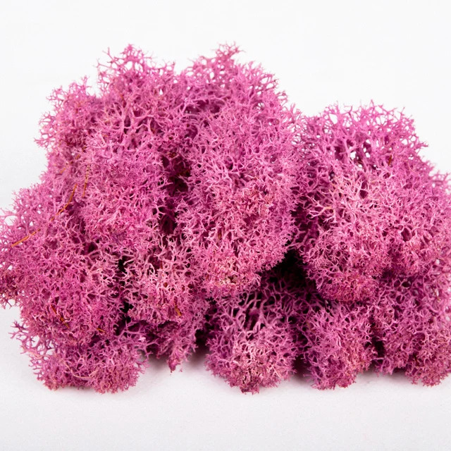 wholesale  everlasting raw material  dried stabilized preserved moss from china