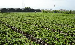 
Aglaonema tissue culture seedlings Aglaonema-Auspicious Red baby plant seedlings 