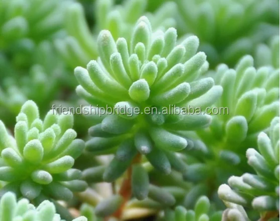 Wholesale nature plant Sedum hispanicum succulent bonsai