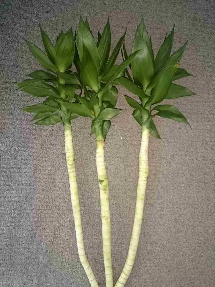 lucky bamboo live plant  plants 50cm-100cm  lotus lucky bamboo plant with leaves