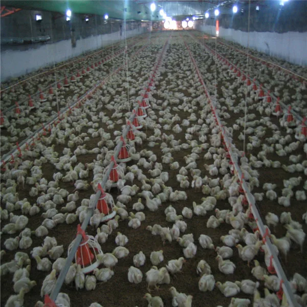 Фабрика автоматическое оборудование птицефабрика подойдут большие фермы