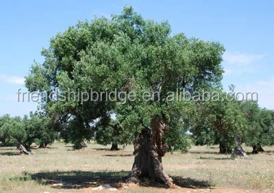 High yield Canarium album tree seedlings hot sale