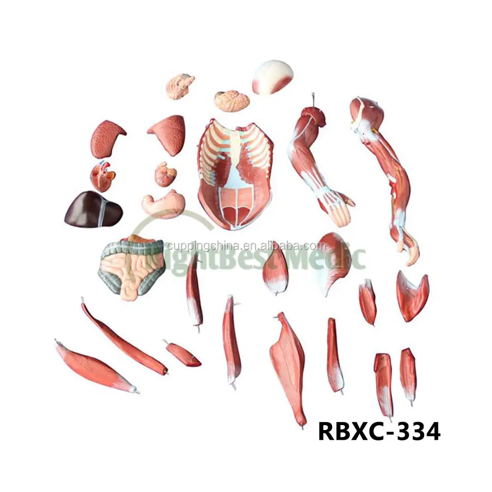 80CM HUMAN MUSCLE MODEL MALE (27 PARTS) human muscle anatomy model
