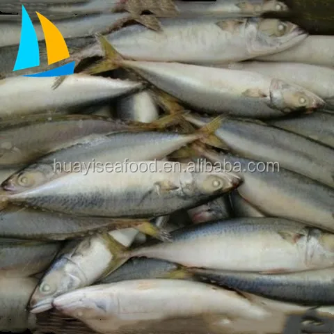 freeze dried fish whole round sardine fish Frozen Sardine