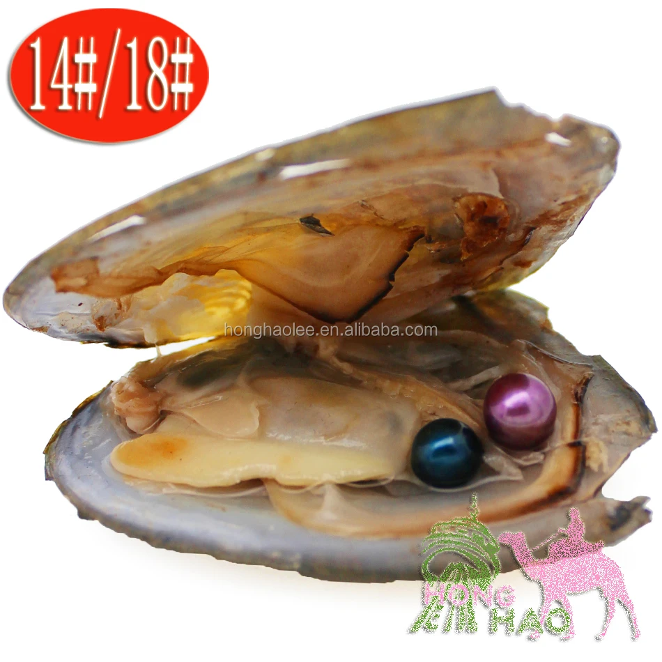 Fancy Gift Akoya High quality cheap love freshwater shell pearl oyster 6-8mm mixed colors pearl oyster with vacuum packaging