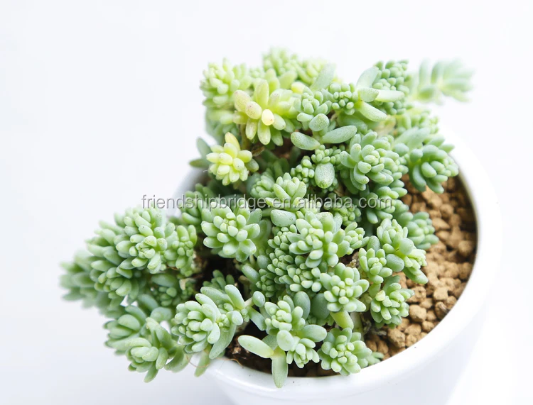 Wholesale nature plant Sedum hispanicum succulent bonsai