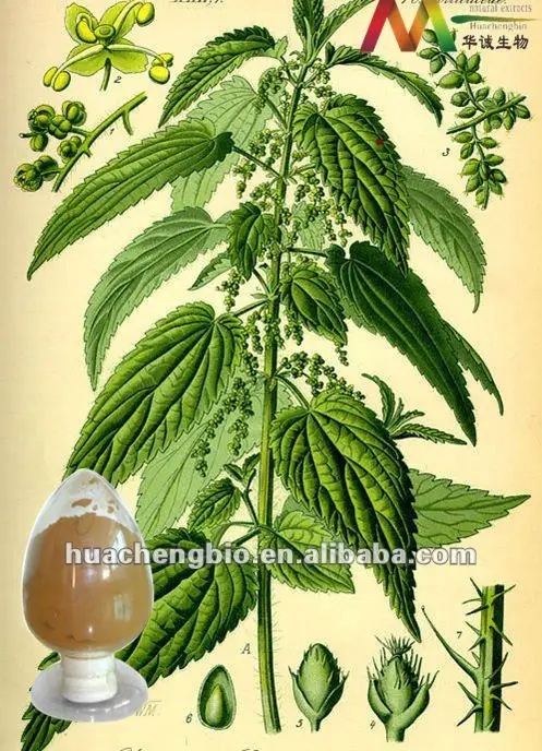 4:1,10:1,15:1 nettle herb extract powder stinging nettle extract