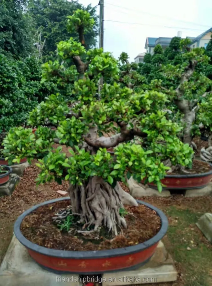 
Beautiful Ficus Microcarpa Bonsai Trees 