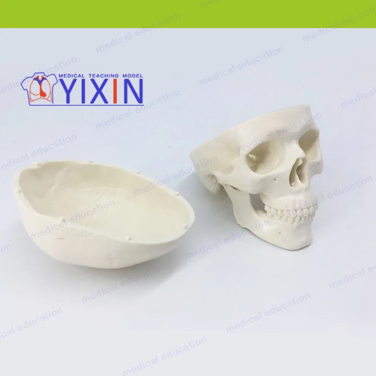 
Fine Skull Model Mini Art ExaminationTeaching Practice 