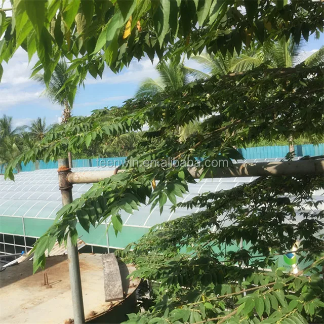 Teenwin high efficient medium size biogas plant for farms for electricity