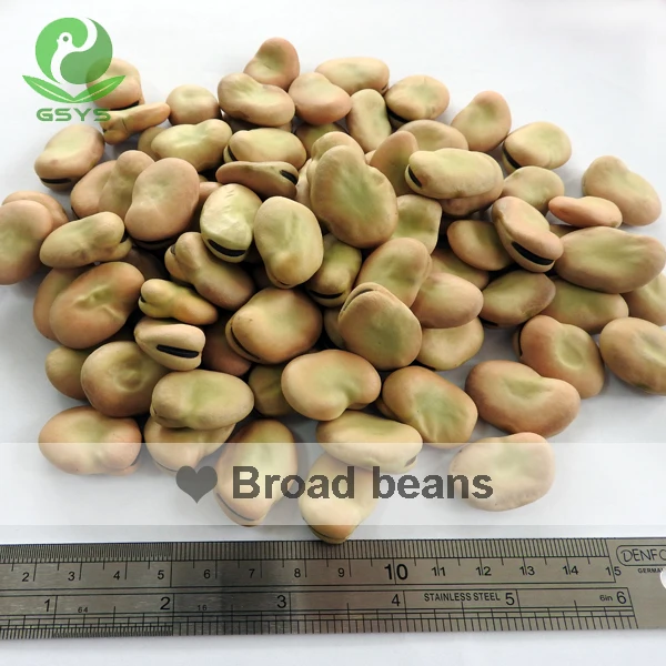 Qinghai Fava Beans Broad Beans