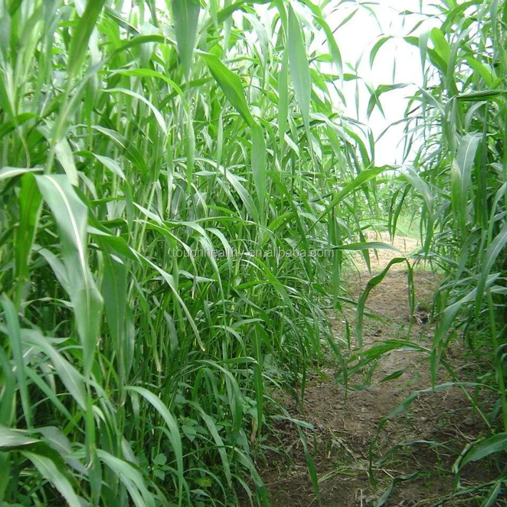 2021 Hybrid F1 Sorghum Sudan Grass Seeds