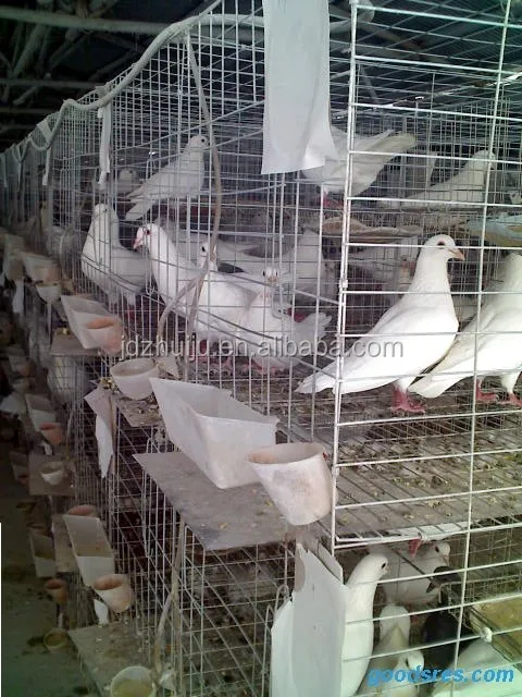 new style racing pigeon cage HJ-PC32