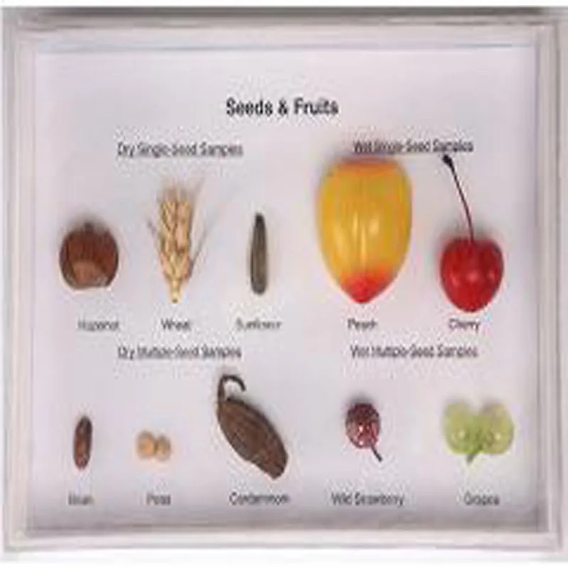 New High Quality Imitation Fruit Specimen Collection Educational Demonstration Material