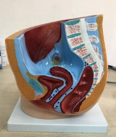 PVC Women Sagittal Anatomical Model for Teaching / High Quality Medical Teaching Models Price