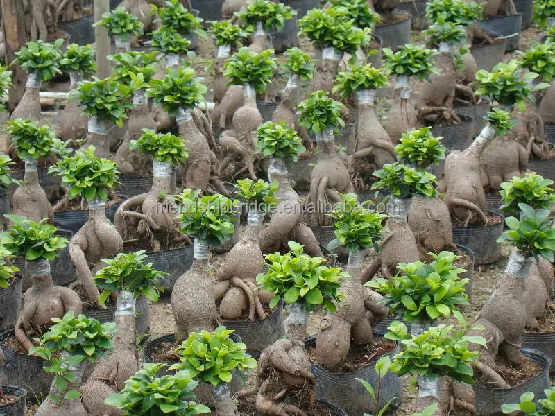 
Home Decor Plants Small Bonsai Ficus Ginseng 