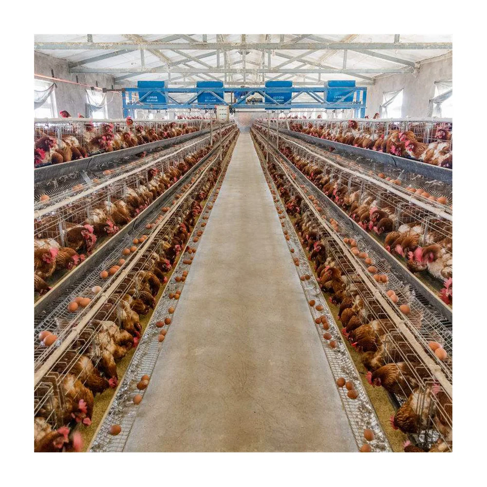 Куриная клетка из проволочной сетки для Филиппин