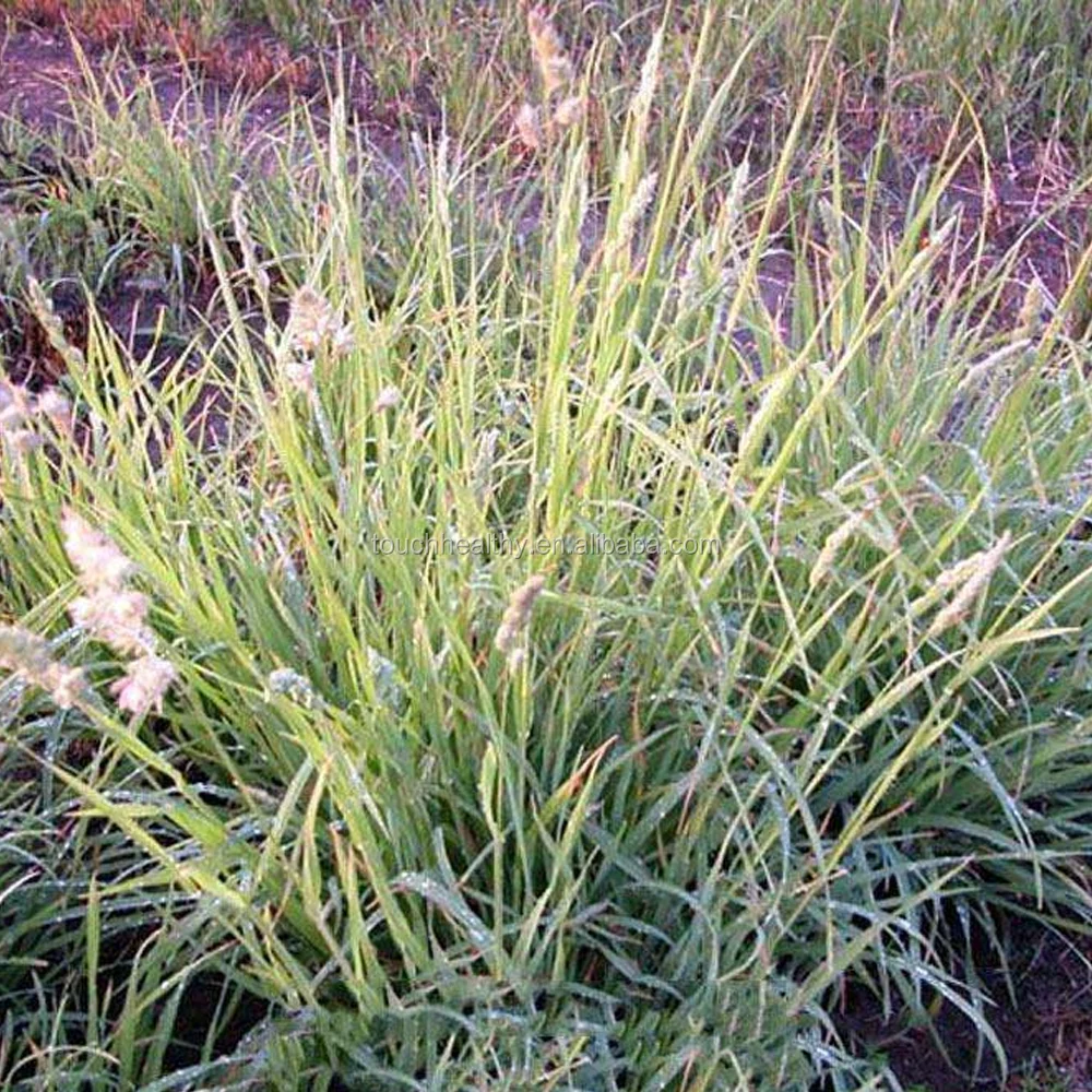 2021 Touchhealthy supply forage seeds Dactylis grass seeds for sales